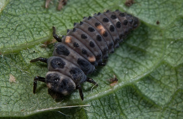 Coccinelles On est bien sous l aile de la b te bon dieu